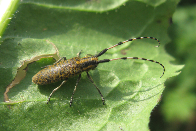 cerambyce da identificare: Agapanthia sicula malmerendi